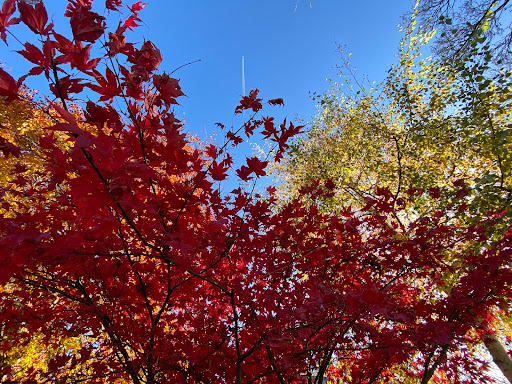Brandling Park - Thumbnail