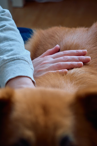 Tierphysiotherapie Kempen