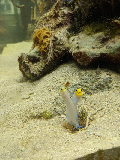 Smithsonian Marine Ecosystems Exhibit