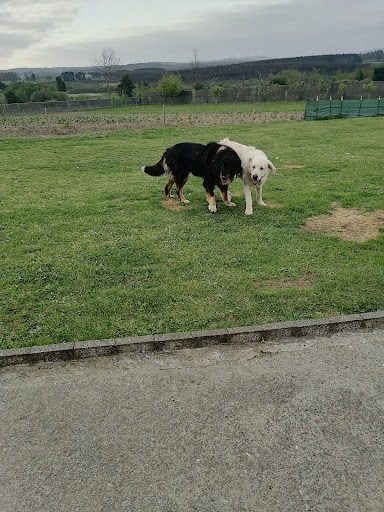 Amigos de los Perros de Carballo - Thumbnail