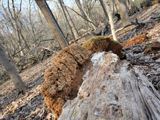 Sycamore Shelter - Thumbnail