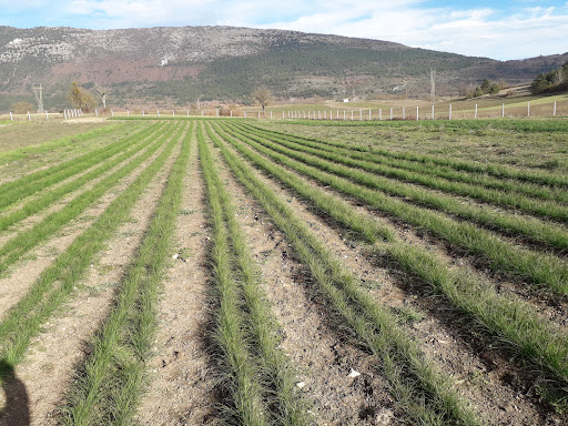 Società Agricola L’Oro di Navelli di Papini Niccolò e Mario | Società Semplice