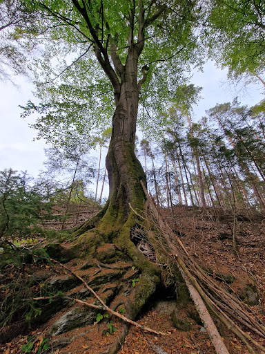 Märchenpfad Lauenstein Buche - Visual