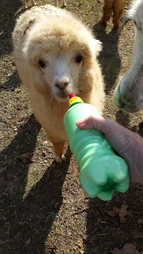 Lazy K Ranch - Thumbnail