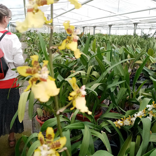 Lemförder Orchideenzucht - Thumbnail