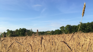 Photo n°1 de Les Pains à La Ferme - Guillaume Bouche à Villy-en-Trodes (Boulangerie)