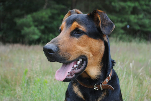 Tierarzt Storkow Maike Becker