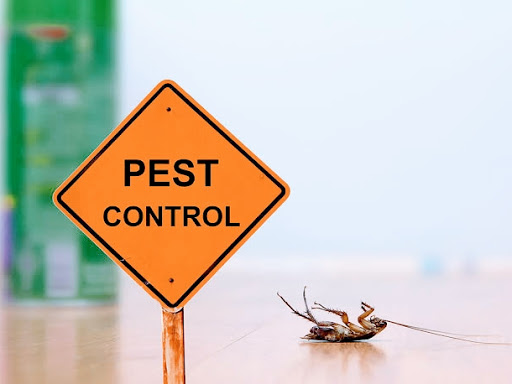 Looking for a pest control ???so why are you waiting call-9354892667 post image