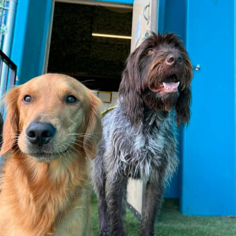 Club ULD U Lucky Dog Daycare Kennel and Dog Daycare in Denver