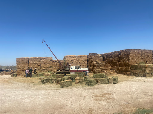 Rancho San Martin Alfalfa & Sudan - Thumbnail