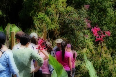 Photos of Lauraceas Garden