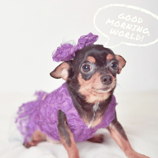Maison PetGlam - Thumbnail