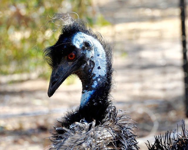 Wave Rock Wildlife Park