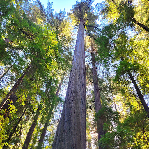Founders Tree - Visual