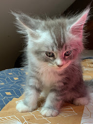 Photo n°12 de Elevage canin Jardin Sauvage à Guiclan (Animalerie)