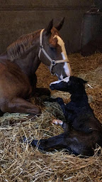 Photo n°5 de Les Écuries de Nandax à Nandax (Éleveur de chevaux)