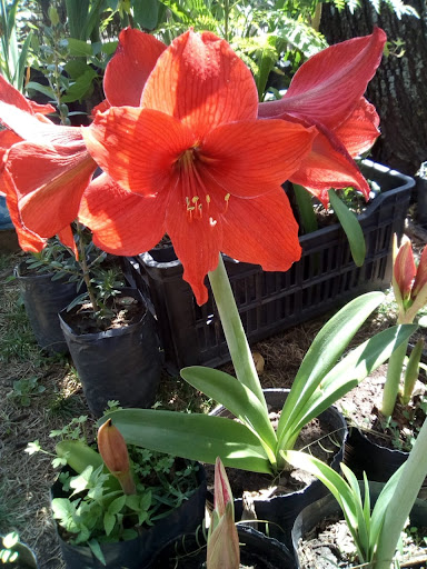 Vivero "Las maravillas" - Foto 1