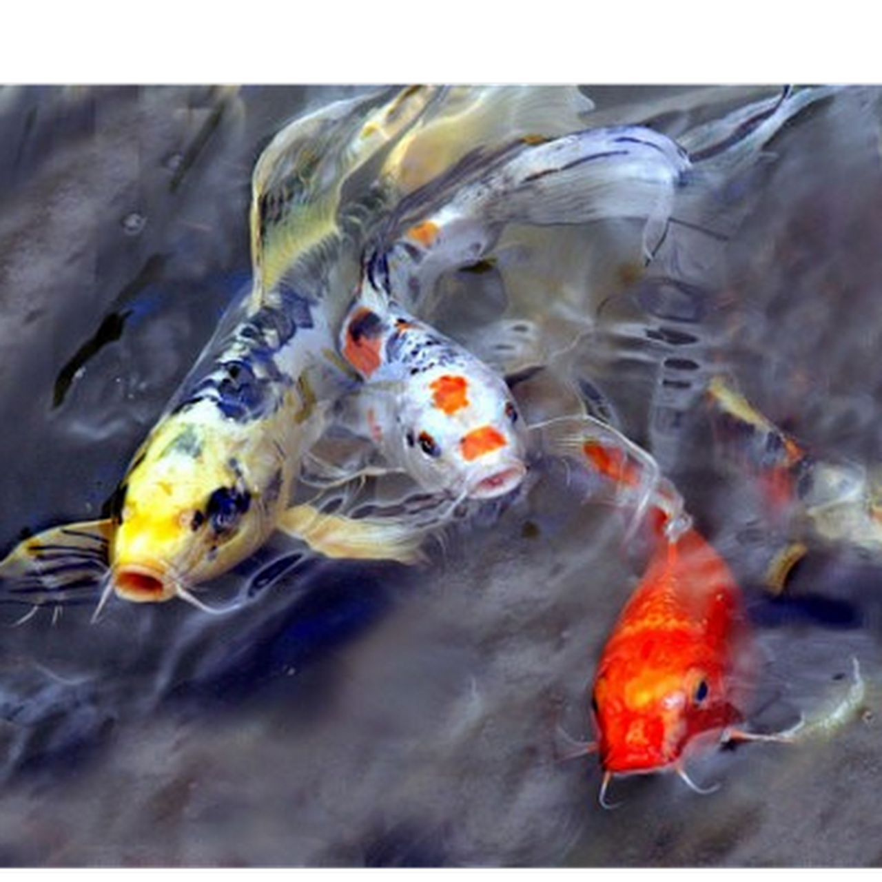 Lehigh Valley Koi Rescue - Japanese Koi Fish Rescue - Japanese Koi