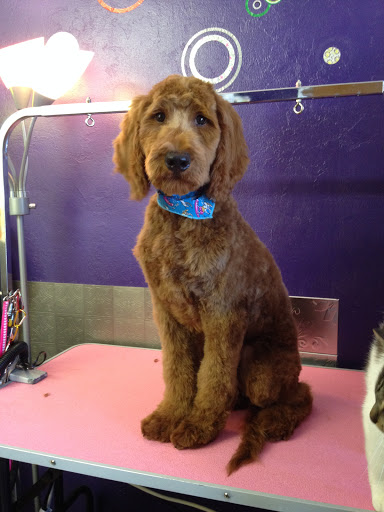Shoreline Pets, LLC - Thumbnail