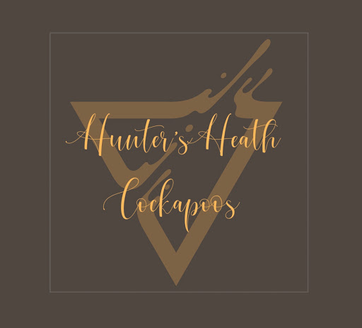 Hunter's Heath Cockapoos - Thumbnail