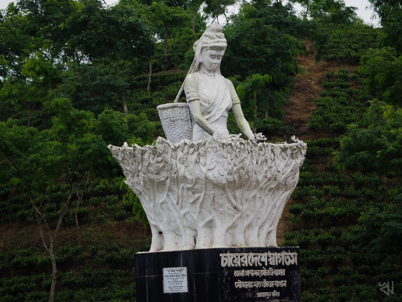 Satgaon Tea Estate near Moulvibazar