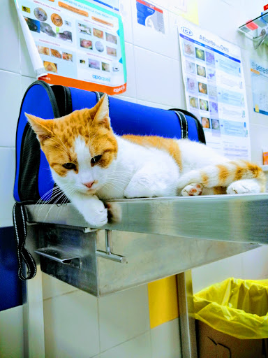 Centro Medico Veterinario Associato Flaviovet - Thumbnail