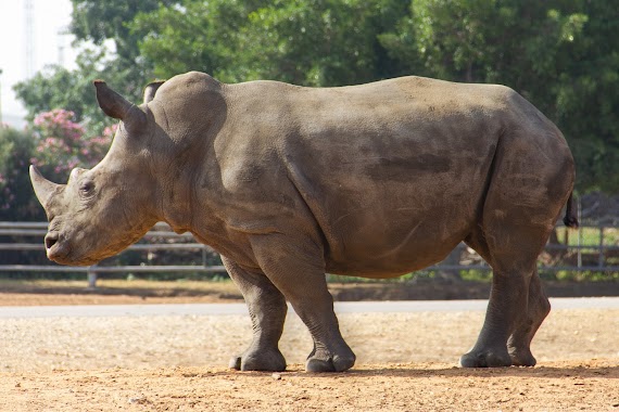 Zoological Garden, Author: Sagi Tabachnick