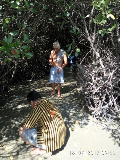 Photos of Mangrove Desa Tireman