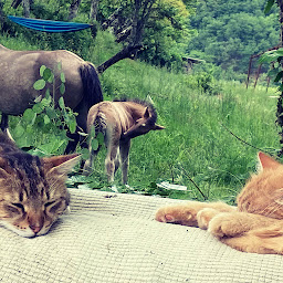 Photo n°10 de Ferme équestre des Esprits Sauvages à Saint-Chély-d'Aubrac (Ferme)