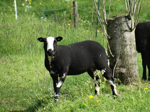 Vierdaagsebos - Thumbnail