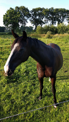 Pferde- und Ponyhof Schütte