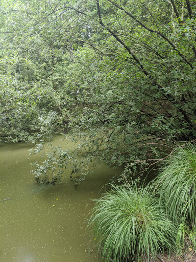 Forest Bere - Visual