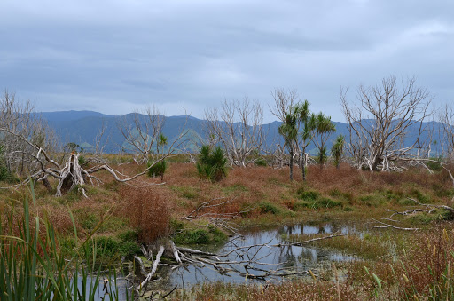 Boggy Pond Wairarapa Moana Wetlands