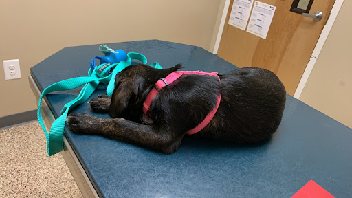 Scotts Creek Animal Hospital - Thumbnail