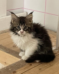 Photo n°22 de Chez Rafale et Rebelle à Ibigny (Éleveur de chats)