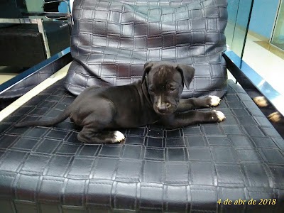 Photos of Chip Dog Veterinary Hospital