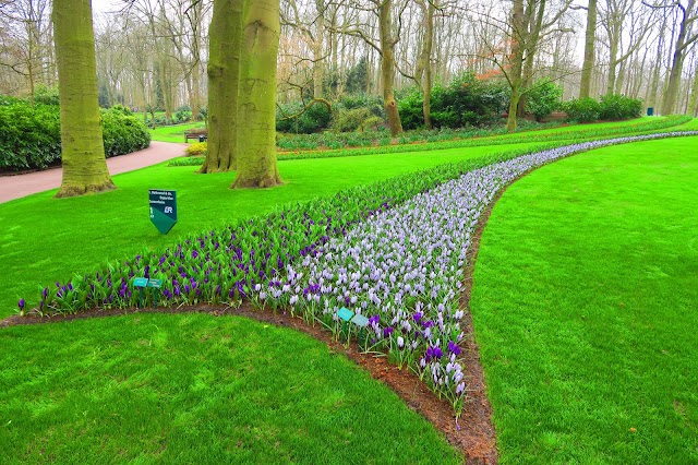 Keukenhof