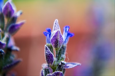 Lavender Valley Acres