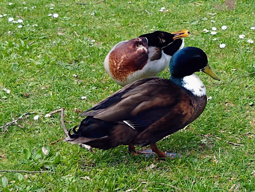 Eisweiher Villingen - Thumbnail