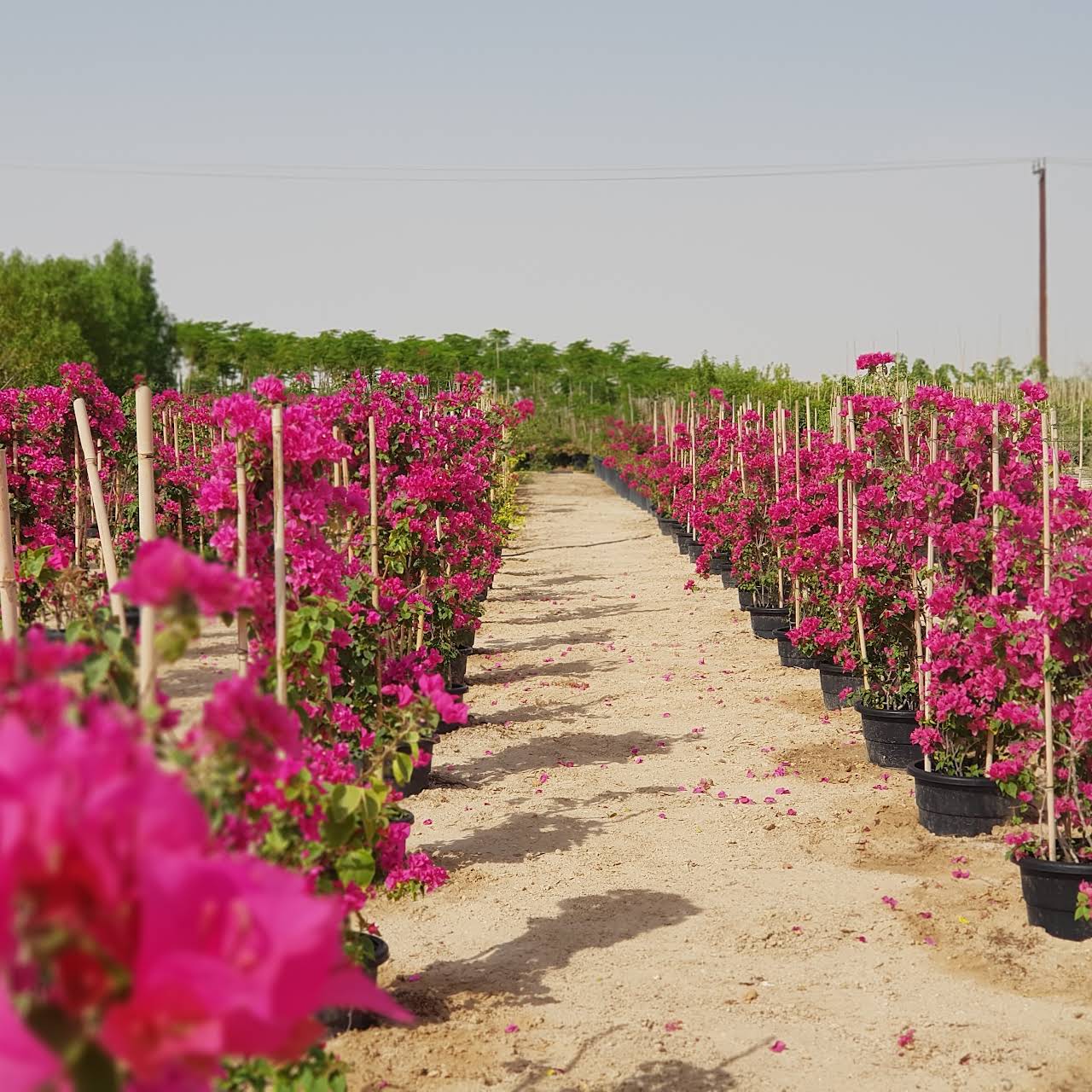 nanpoo Modern Nursery Wholesale Plant Nursery in Dubai