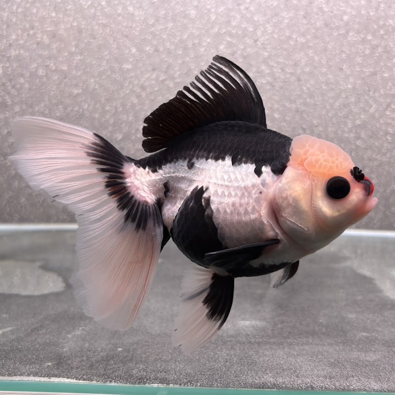 金魚専門店 AQUA SHOP 悟空