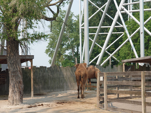 Cedar Point - The Barnyard - Thumbnail