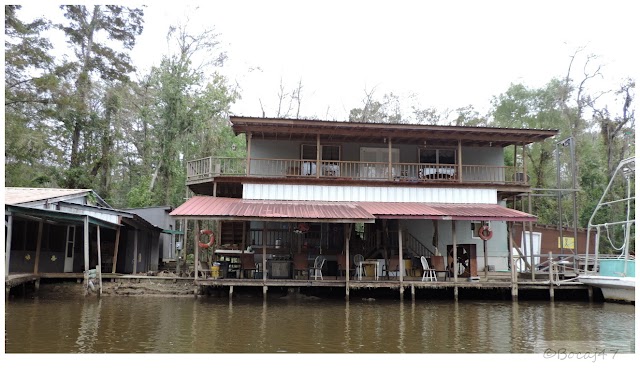 Honey Island Swamp Tours