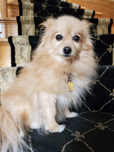 Rockstar Puppy Boutique Gallery - United States