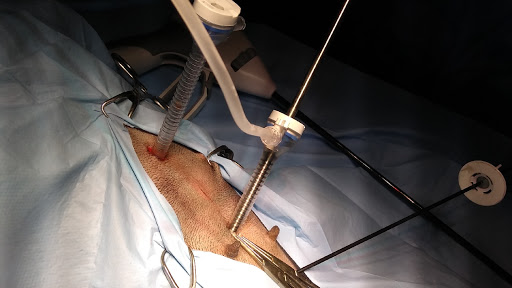 Laparoscopia veterinaria VETLAP