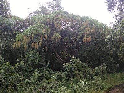 Photos of Kapcherop Forest