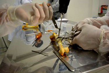 veterinary-care