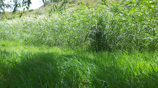 Bugarra - Visual