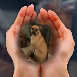 Photo n°14 de Rubens Van Dôme à Saint-Jacques-d'Ambur (Éleveur)