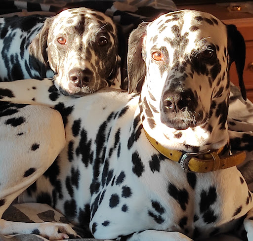 Centro Veterinario Moviecan